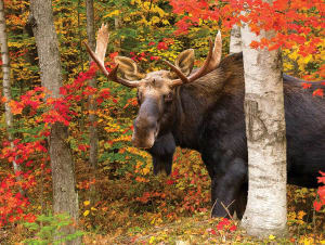 Autumn King Fall By White Mountain