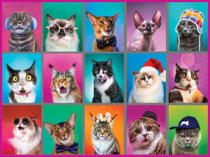 Cat Portraits Collage By White Mountain