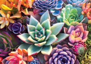 Simple Succulents Flower & Garden By Buffalo Games