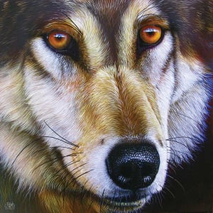 Wolf Face Wolf By SunsOut