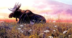 Daybreak Moose Nature By SunsOut