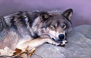 Time Out Wolf By SunsOut