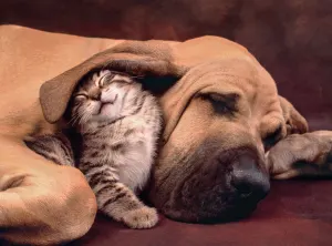 Cuddles Dogs By Clementoni