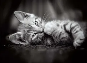 Kitty Monochromatic By Clementoni