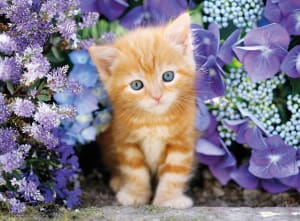 Ginger Cat Cats By Clementoni