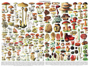Mushrooms ~ Champignons Fruit & Vegetable By New York Puzzle Co