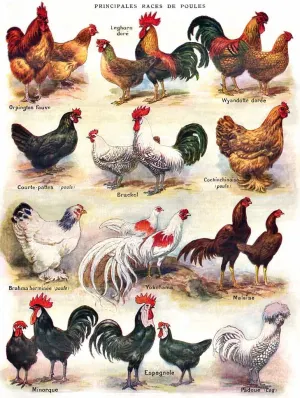 Poules Poultry Farm Animal By New York Puzzle Co