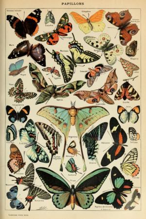 Butterflies Butterflies and Insects Jigsaw Puzzle By Lantern Press