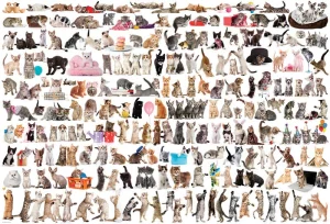The World of Cats Pattern & Geometric By Eurographics