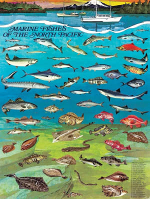 Fishes of the North Pacific Collage By New York Puzzle Co