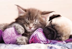 Dream Companions Dogs By Educa