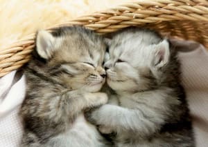 Sweet Kittens Cats By Educa