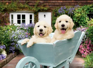 Puppies In A Wheelbarrow Dogs By Anatolian