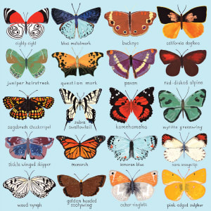 Butterflies of North America Collage By Mudpuppy