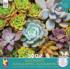 Rosette - Scratch and Dent Flower & Garden Jigsaw Puzzle
