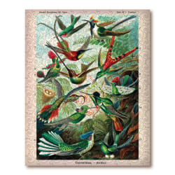 Hummingbirds (Trochilidae) Birds