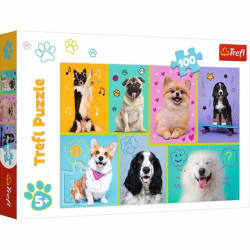In the world of dogs Dogs