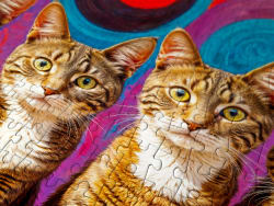 Five Cats Cats