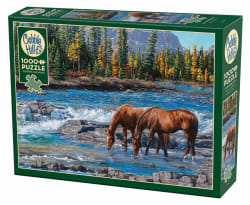 On the Rocks (horses) Horse