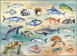 Aquatic Life of North Carolina United States