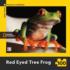 Red Eyed Tree Frog Mini Puzzle Reptile & Amphibian Jigsaw Puzzle
