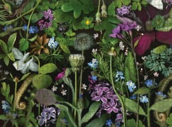 Siri's Lilac Butterflies and Insects