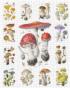 Mushrooms: Alexander Viazmensky  Flower & Garden Jigsaw Puzzle