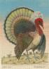 John Derian Paper Goods: Crested Turkey Thanksgiving Jigsaw Puzzle