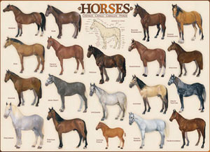 Horses Pattern / Assortment Jigsaw Puzzle By Eurographics