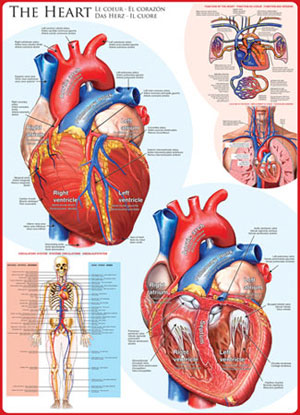 The Heart Science Jigsaw Puzzle By Eurographics
