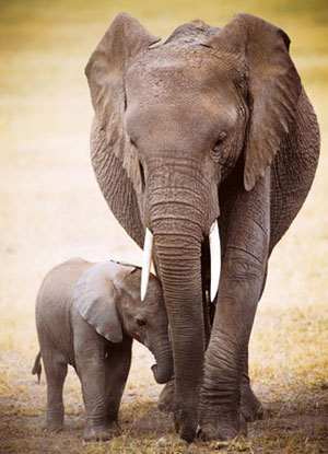 Elephant & Baby Mother's Day Jigsaw Puzzle By Eurographics