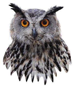 I AM Owl