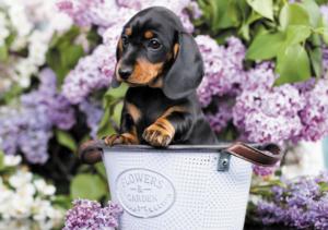 Nice Puppy Flowers Jigsaw Puzzle By Pierre Belvedere