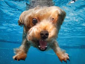 Underwater Dogs Dogs 3D Puzzle By Prime 3d Ltd