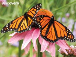 Discovery Monarch Butterfly Butterflies and Insects Children's Puzzles By Prime 3d Ltd