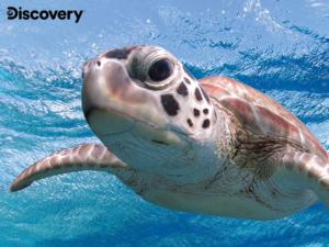 Sea Turtle - Discovery Sea Life Children's Puzzles By Prime 3d Ltd