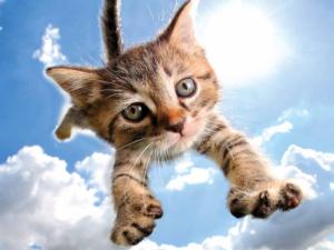 Pounce Sparkles In The Sky
