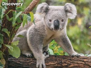 Koala - Discovery Animals Children's Puzzles By Prime 3d Ltd