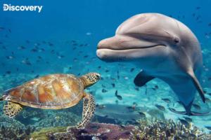 Dolphin & Turtle - Discovery  Dolphin Lenticular Puzzle By Prime 3d Ltd