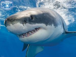 Great White Shark - Discovery Shark Week