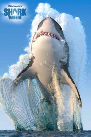 Great White Shark Discovery Shark Week