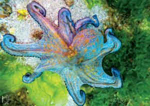 Octopus Vulgaris Sea Life Large Piece By Buffalo Games