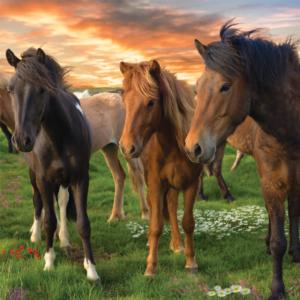 Icelandic Horses Horses Large Piece By Buffalo Games