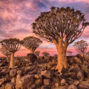 Quiver Tree Forest Forest Jigsaw Puzzle By Buffalo Games