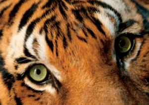 Endangered Malayan Tiger Big Cats Jigsaw Puzzle By Buffalo Games