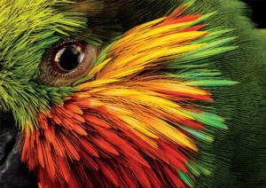 Edward's Fig Parrot - Scratch and Dent Birds Jigsaw Puzzle By Buffalo Games