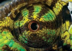 Chameleon Eye Animals Jigsaw Puzzle By Buffalo Games