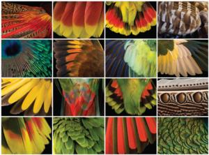 Feathered Fantasies Collage Jigsaw Puzzle By Buffalo Games