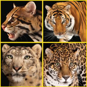 Wildcat Close Up Tigers Jigsaw Puzzle By Buffalo Games