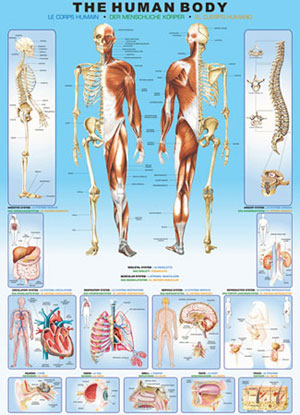 The Human Body Science Jigsaw Puzzle By Eurographics